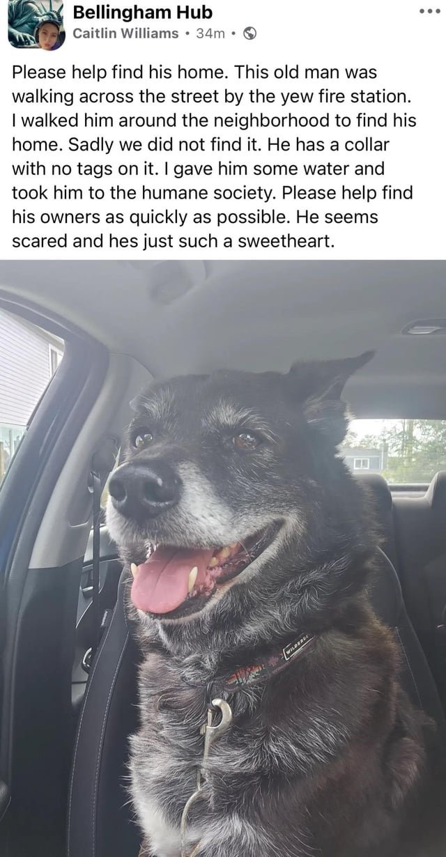 Lost Dog in Bellingham, Washington — listing photo