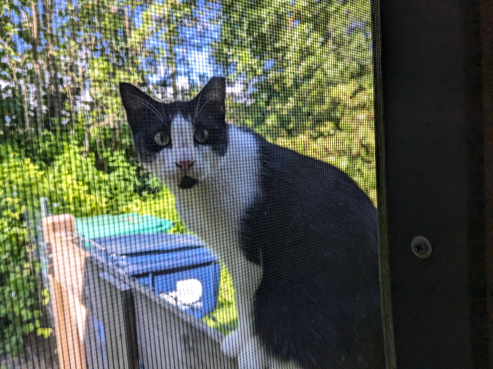 Lost Pet in Miami, Florida — Is anyone looking to adopt a cat in the Homestead area?