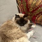 Lost Cat in San Diego, California — Someone stole my cat (help)