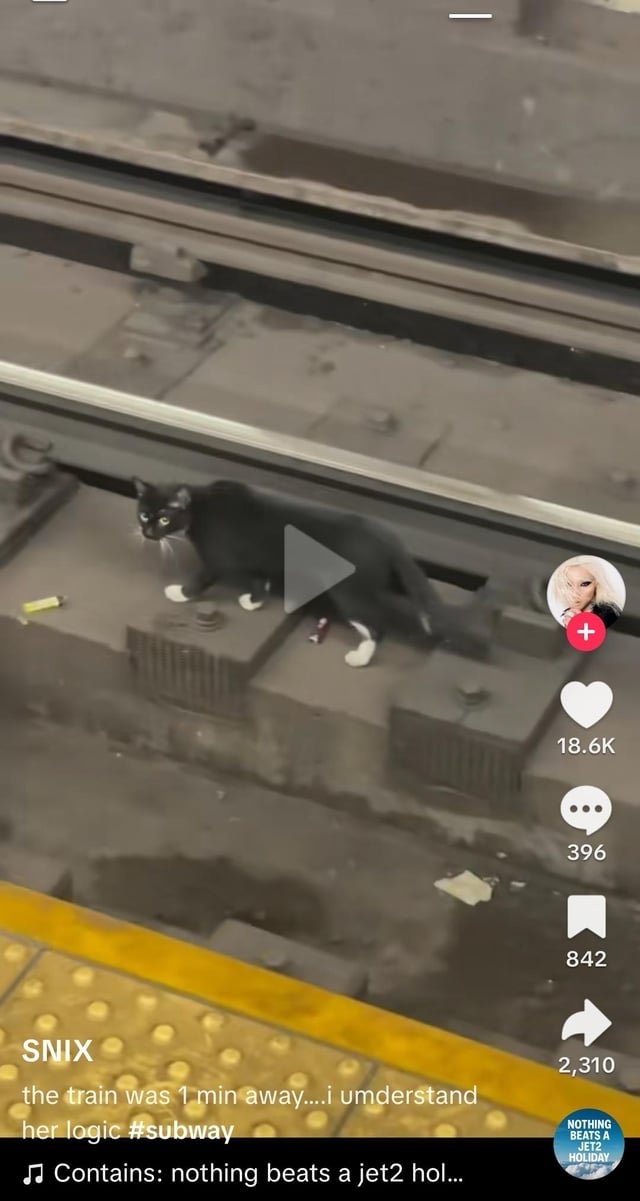 Lost Cat in K — please help find lost cat Scarlett, owner says MTA, cops and fire department won't do anything. train is j train…