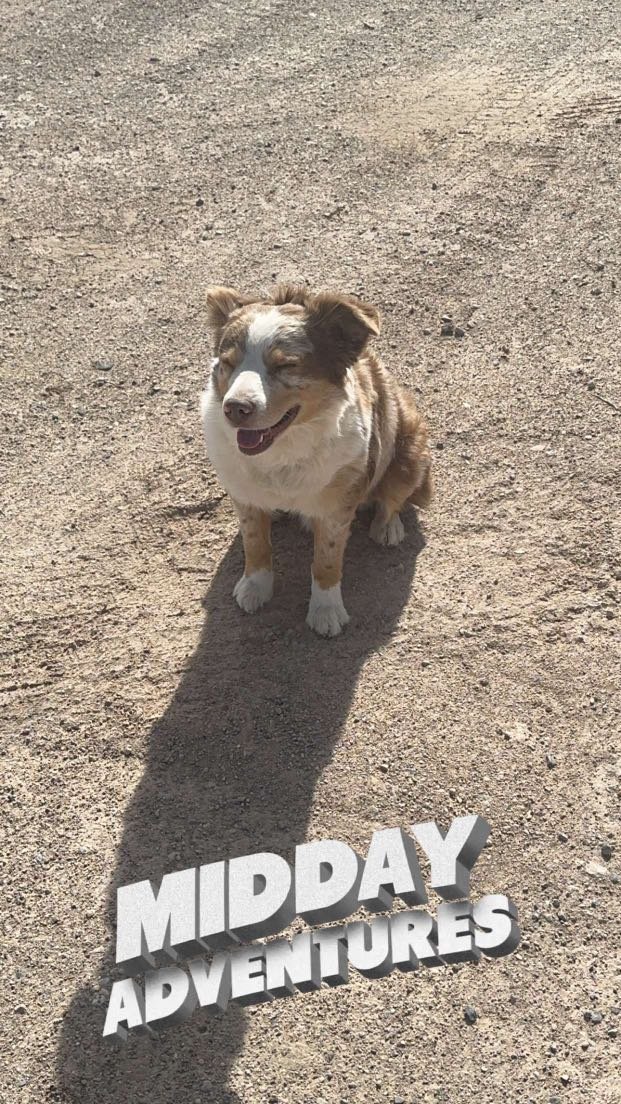 Lost Dog in Texas 79772 — listing photo