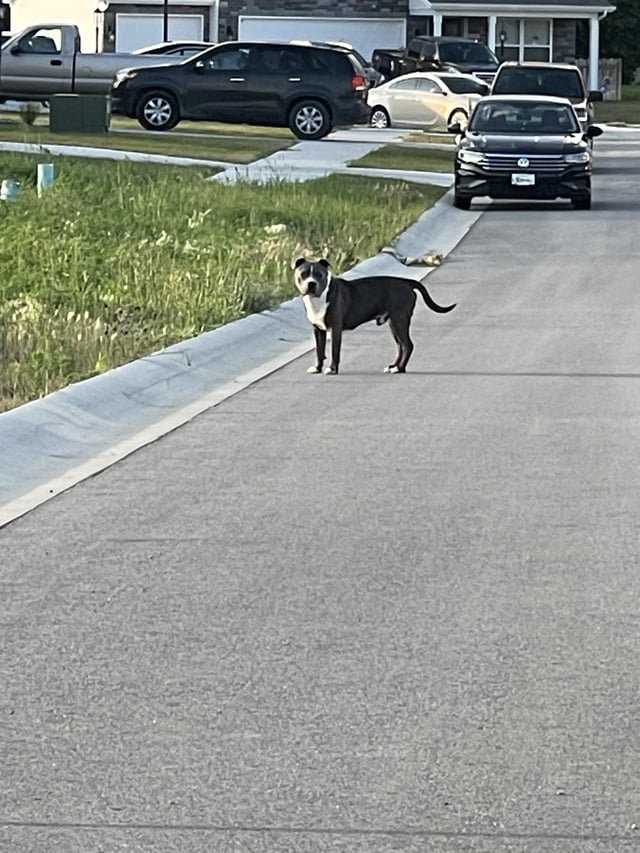 Lost Dog in Fort Wayne, Indiana — listing photo