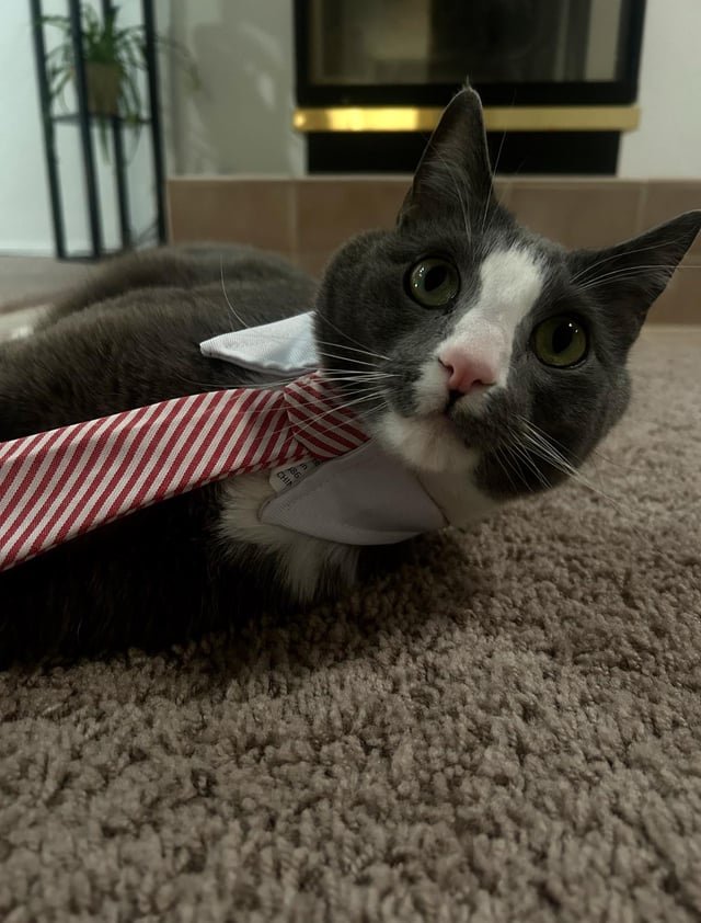 lost cat in Albuquerque, New Mexico