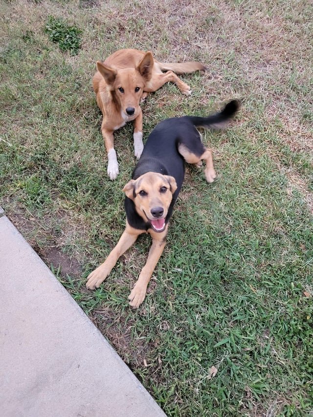 Lost Dog in Lakeside — listing photo