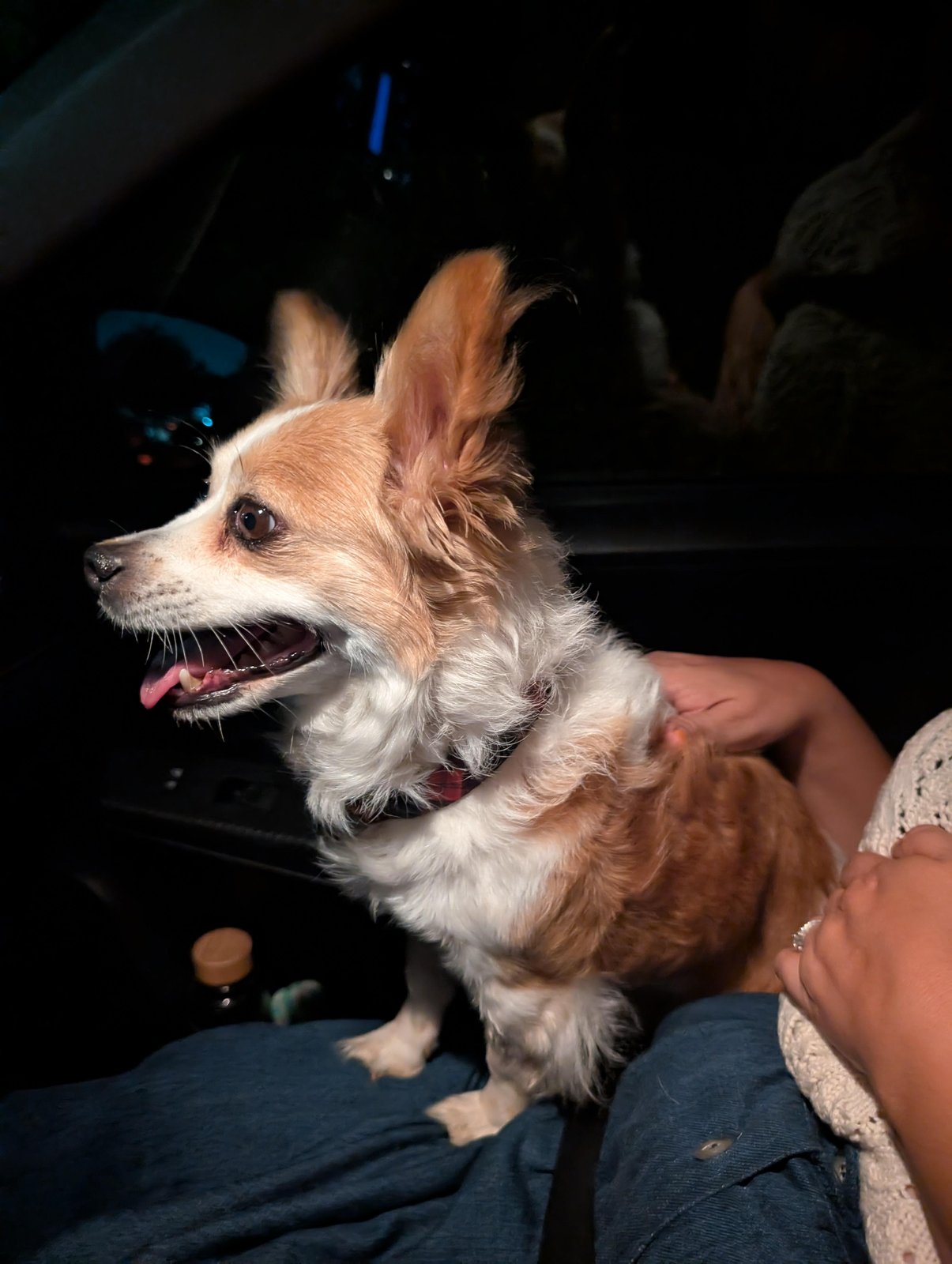 found dog in Glendale, Arizona