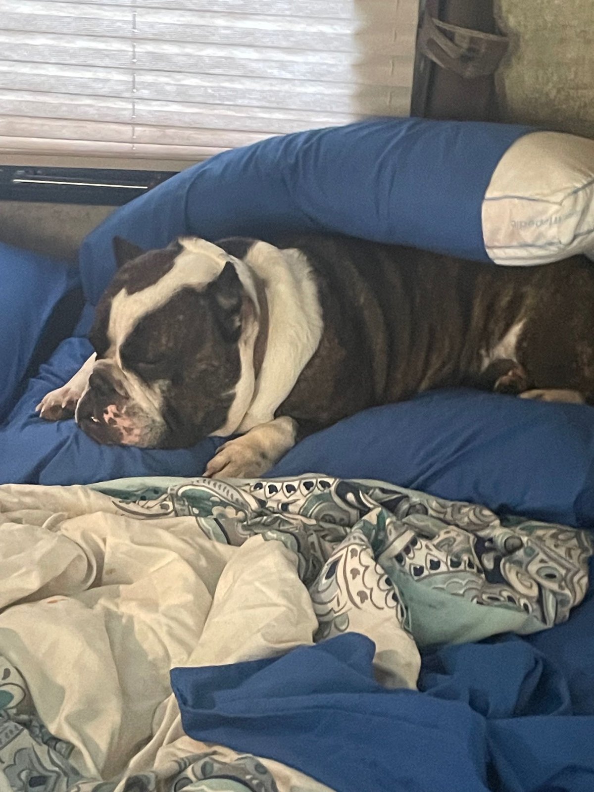 Lost Dog in Triad Blvd & Hasty School Rd — listing photo
