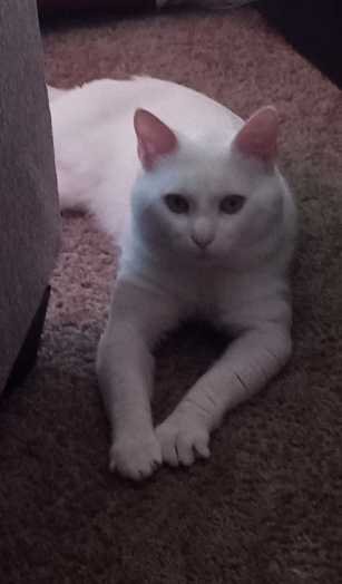 Lost Cat in Pasadena, California — listing photo
