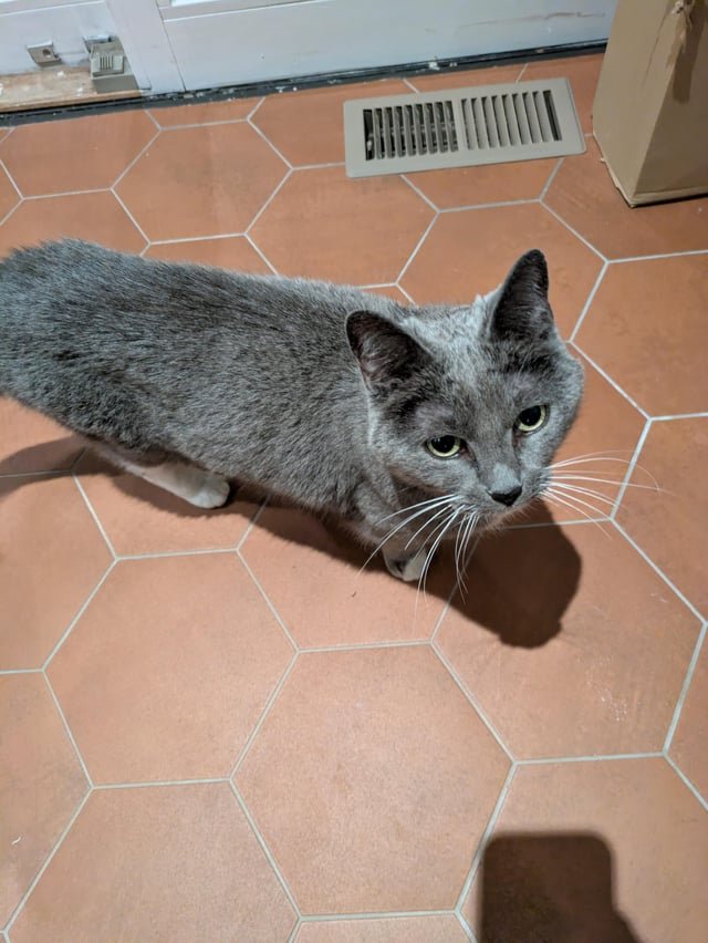 Found Pet in Detroit, Michigan — My cat was found in Grosse Pointe Woods. She's back home