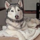 lost dog in Dayton, Ohio