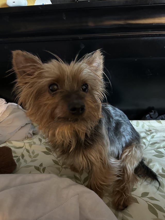Lost Dog in New York, New York — listing photo