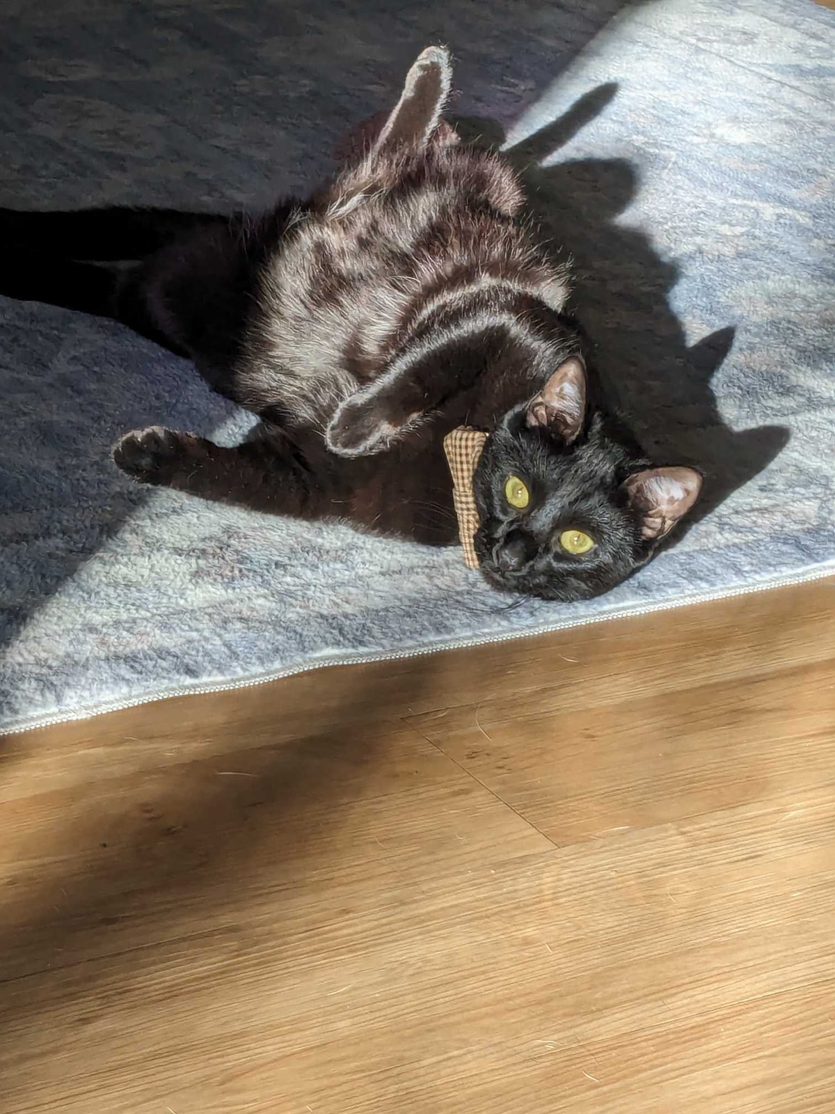 Lost Cat in Yelm — listing photo
