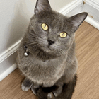 found cat in Columbus, Ohio