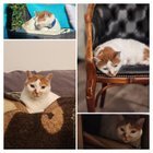 Found Cat in Reno, Nevada — Cat veterinarian?