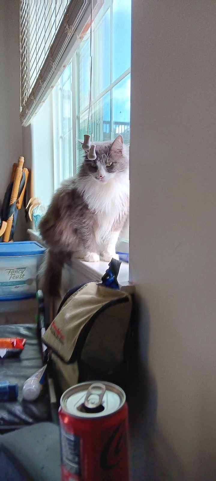 Lost Cat in Templeton — listing photo
