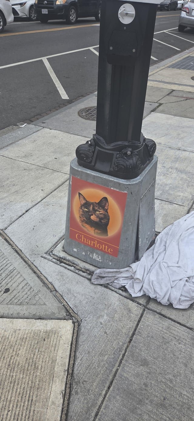 Lost Cat in Washington, District of Columbia — Charlotte the Cat Flyer