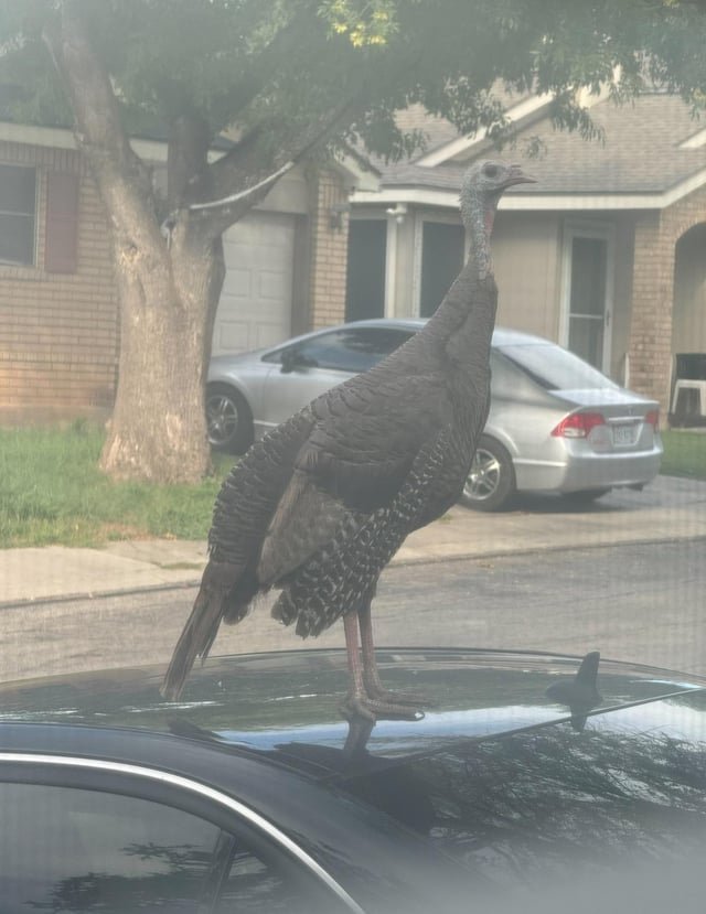 Lost Dog in Normal, Illinois — Can you shoot / kill a wild(?) turkey