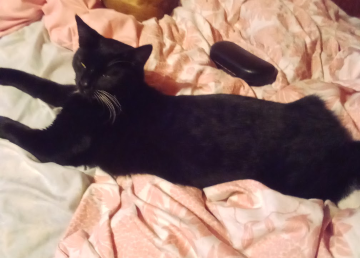 Lost Cat in Longview, Texas — listing photo