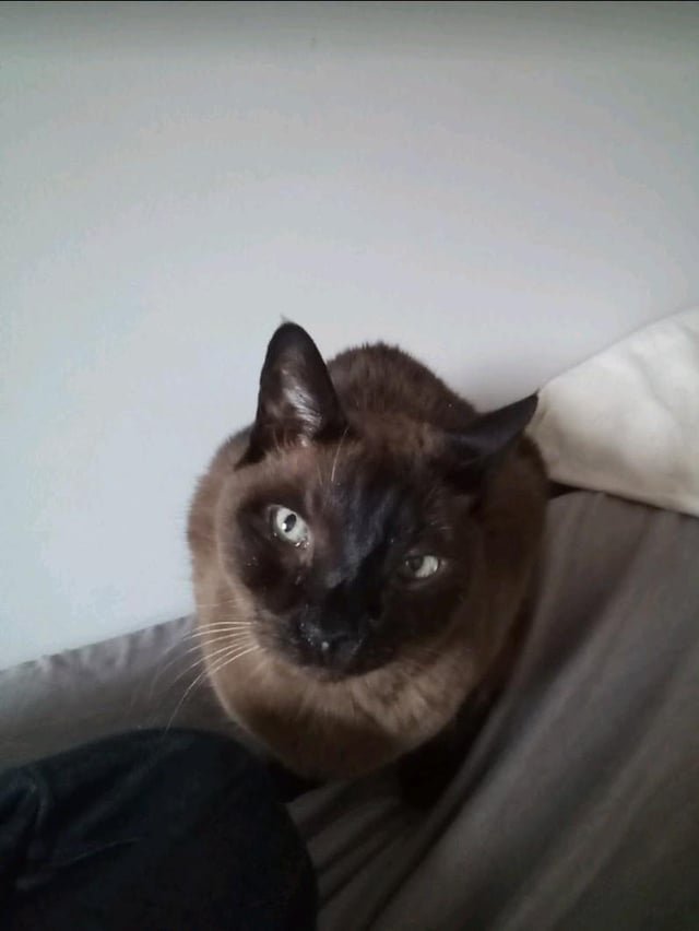 Found Cat in K — Anyone seen him?