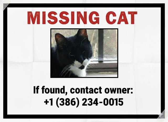 Lost Cat in Jacksonville, Florida — listing photo