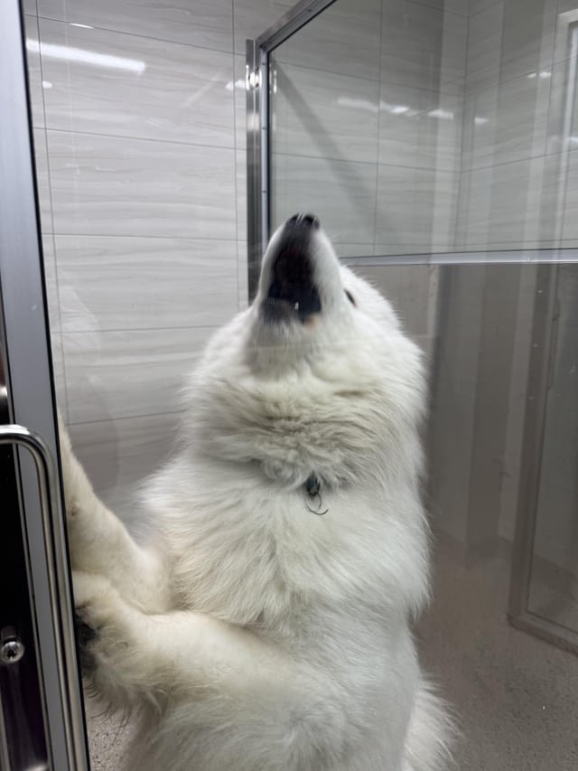 Lost Dog in Seattle, Washington — Looking Board games /card game meetup?