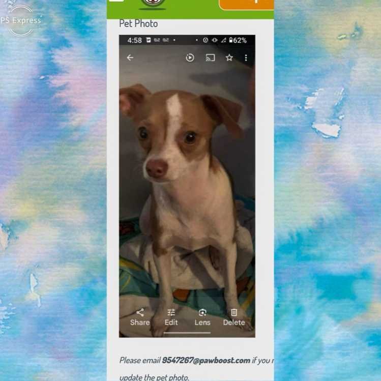 Lost Dog in Delano, California — listing photo