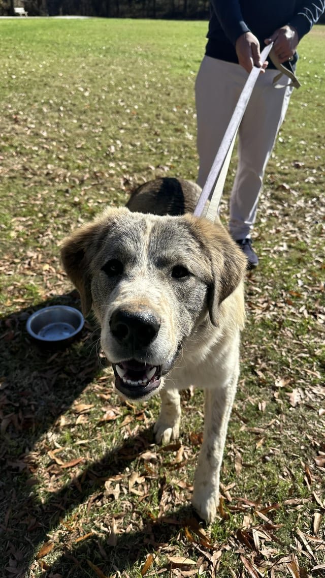 found dog in Atlanta, Georgia