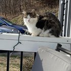 lost cat in Asheville, North Carolina