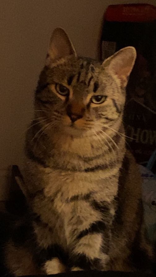 Lost Cat in Bakersfield, California — listing photo