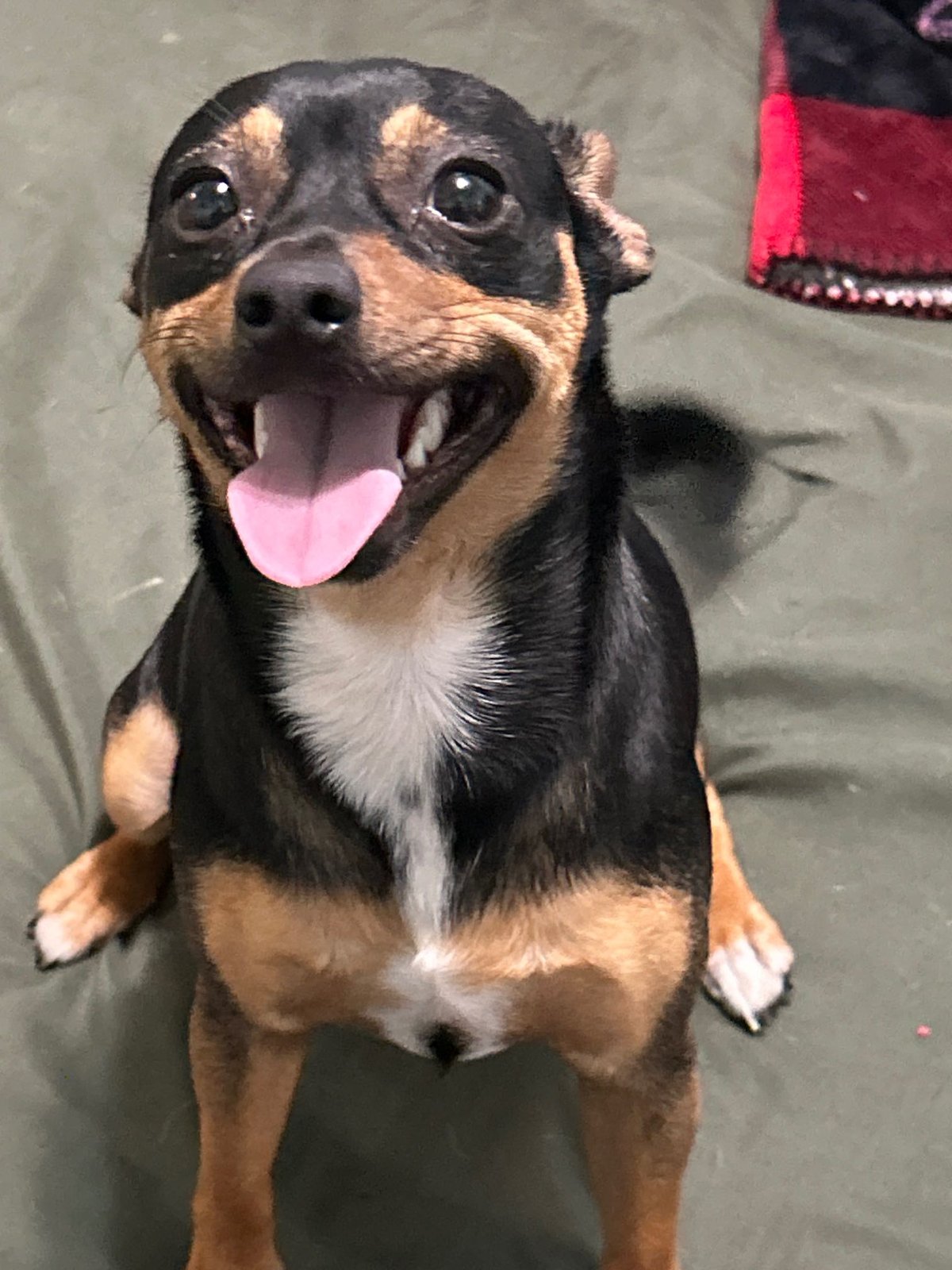 Lost Dog in Houston, Texas — listing photo