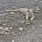 Lost Cat in Fort Wayne, Indiana — Orange cat at Tillman park