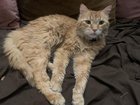 Lost Cat in Memphis, Tennessee — Cats missing from N McLean area. Any info appreciated.