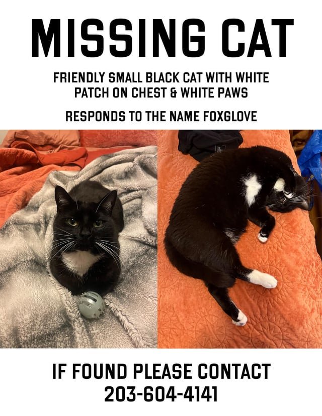 lost cat in Providence, Rhode Island