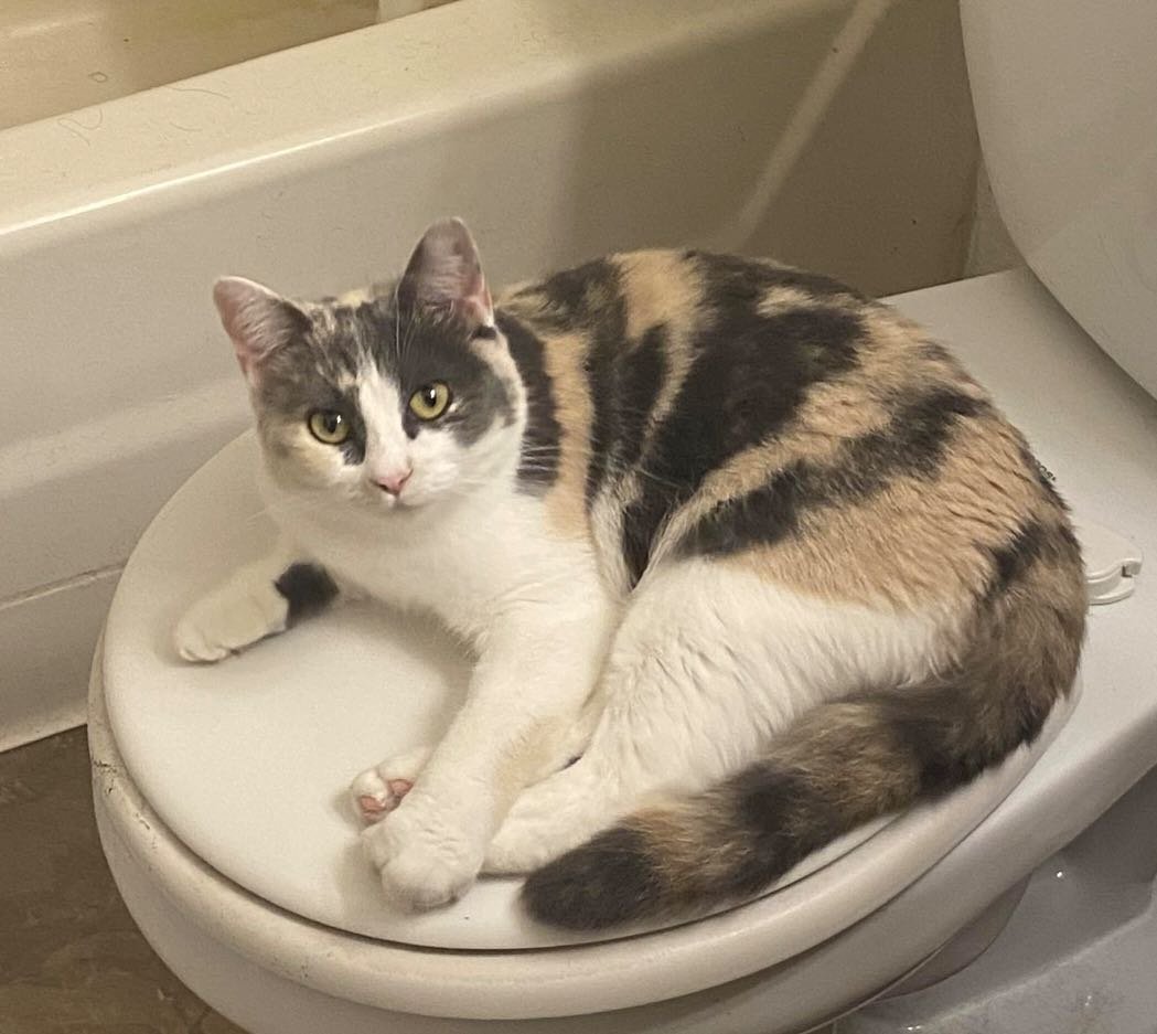 Lost Cat in Mesa, Arizona — listing photo