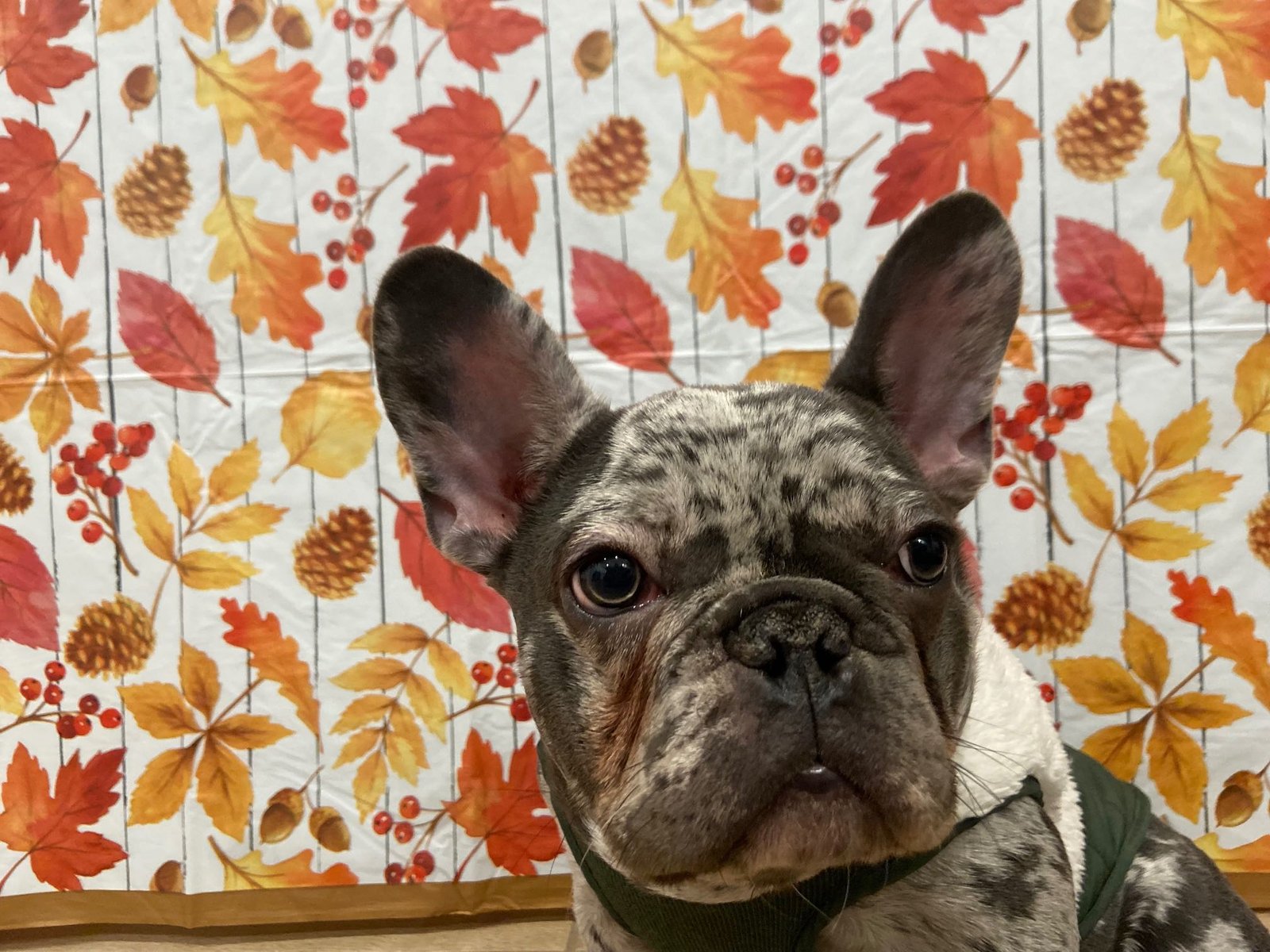 Lost Dog in Fresno, California — listing photo