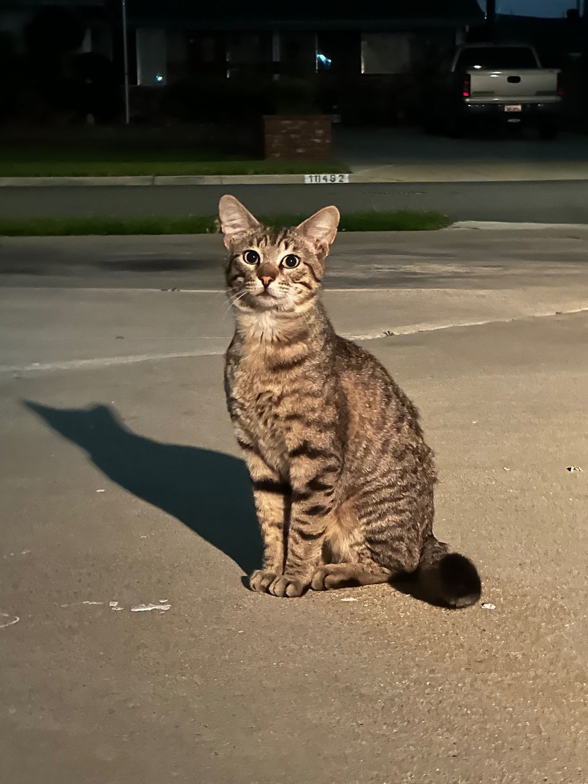 Lost Cat in Cypress, California — listing photo