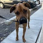 found dog in Albuquerque, New Mexico