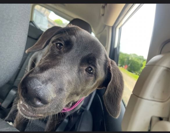 Lost Dog in Knoxville, Tennessee — listing photo