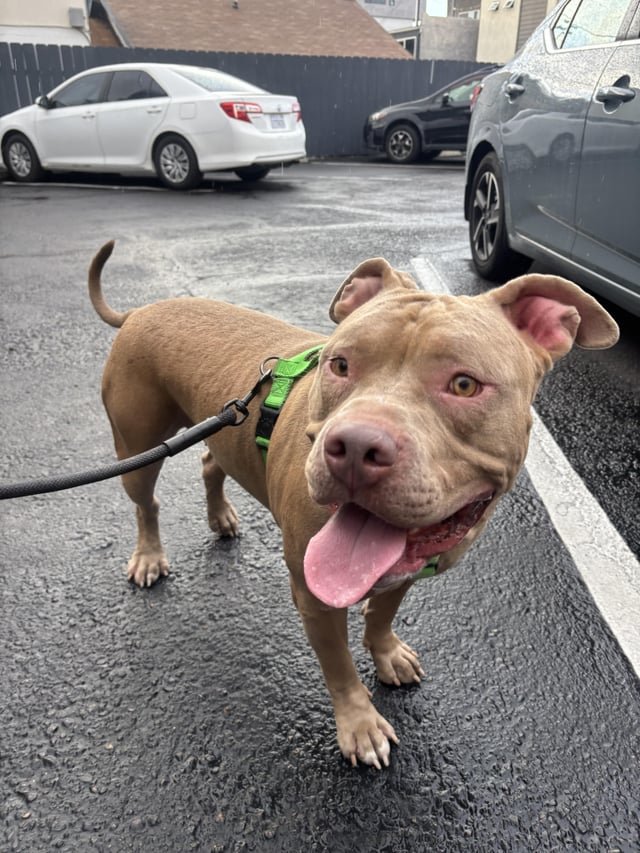 Found Dog in San Diego, California — listing photo