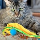 Found Cat in New Orleans, Louisiana — Adopt Lizzy and forever be in awe of her beauty