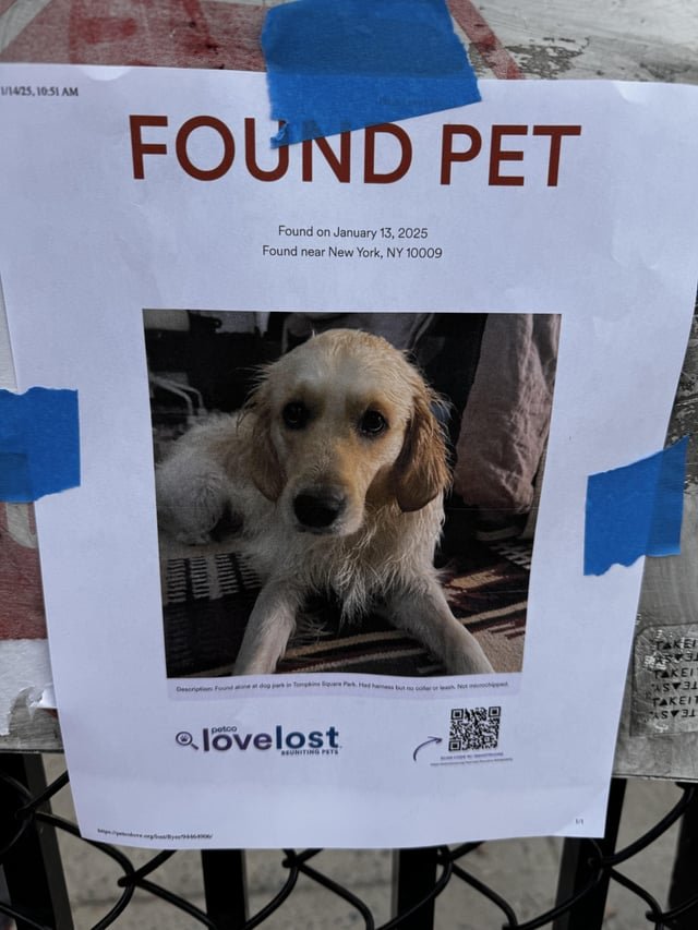 Found Dog in New York, New York — listing photo