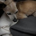 Lost Dog in Dallas, Texas — listing photo
