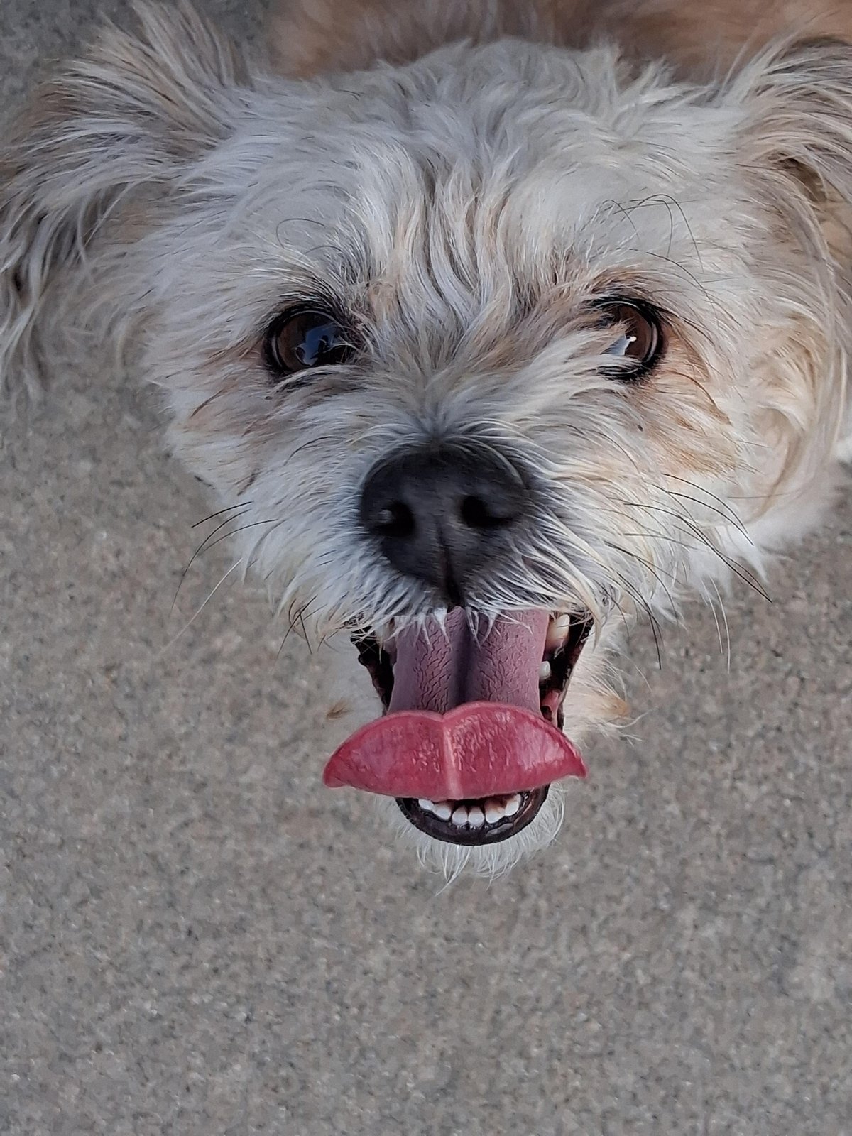 found dog in Cedar Rapids, Iowa
