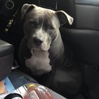 lost dog in Memphis, Tennessee