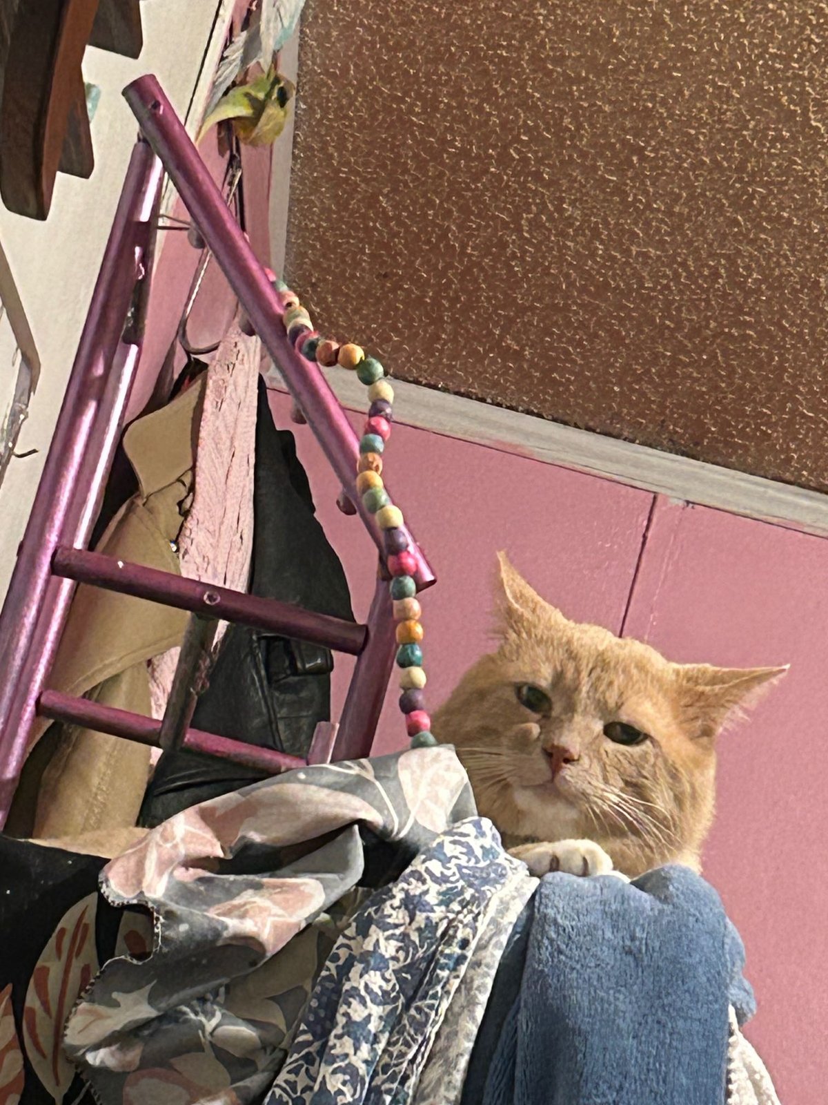 Lost Cat in Orwell — listing photo