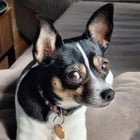 lost dog in Columbus, Ohio