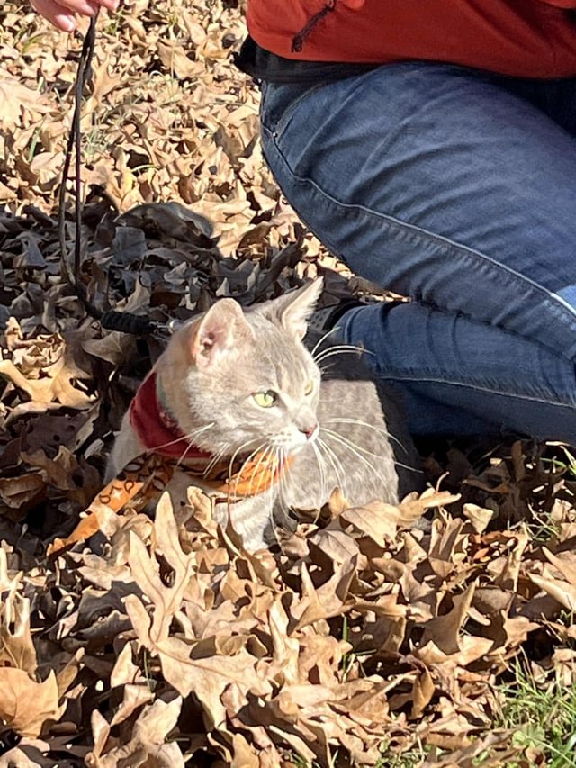 lost cat in Asheville, North Carolina
