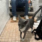 found cat in Washington, District of Columbia