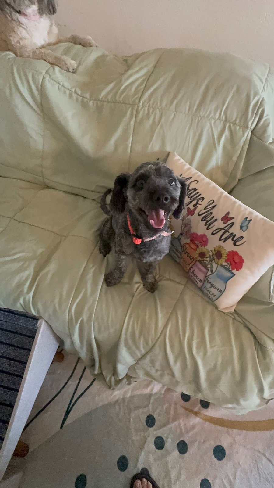 Found Dog in Bakersfield, California — listing photo