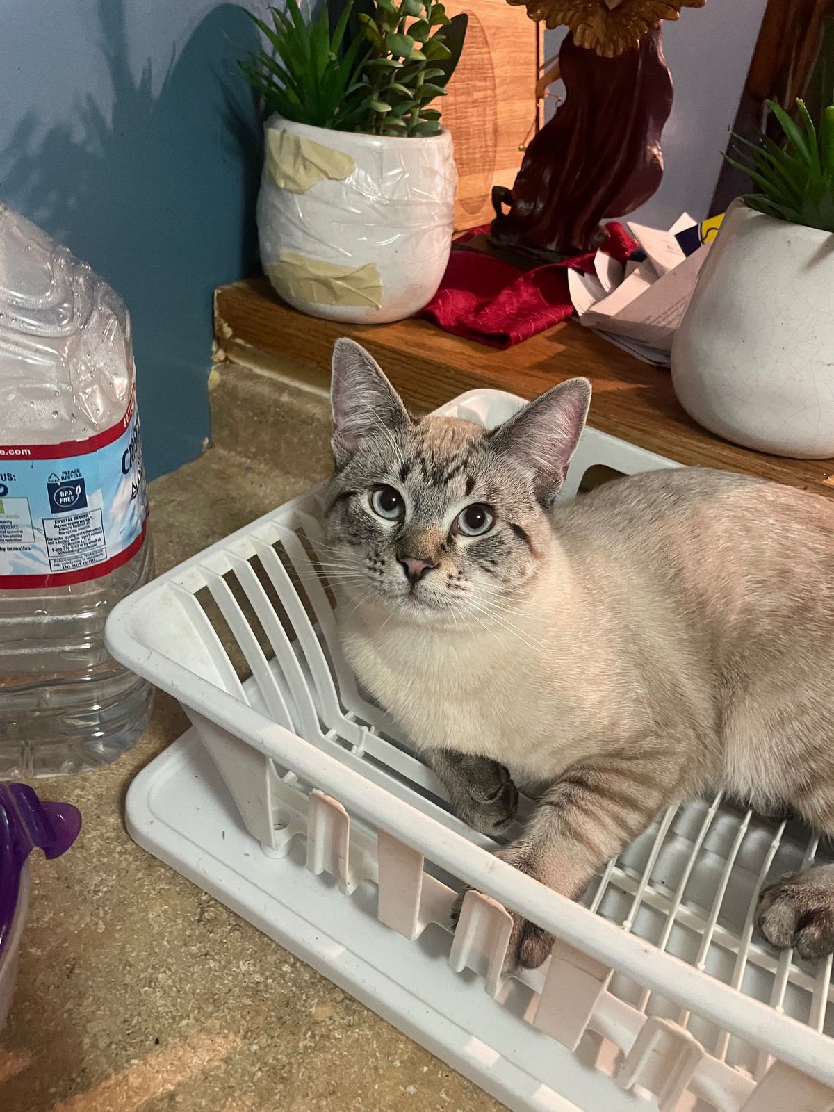 Lost Cat in apt 1CA — listing photo