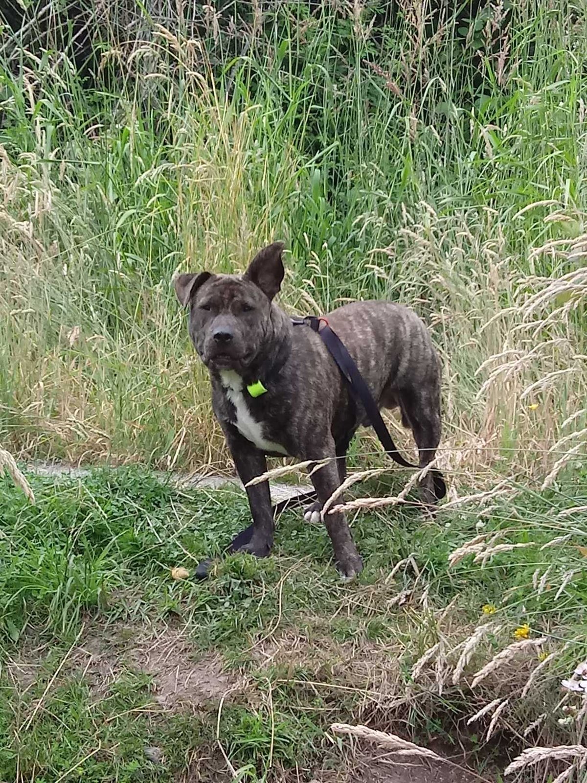 Lost Dog in Puyallup, Washington — listing photo